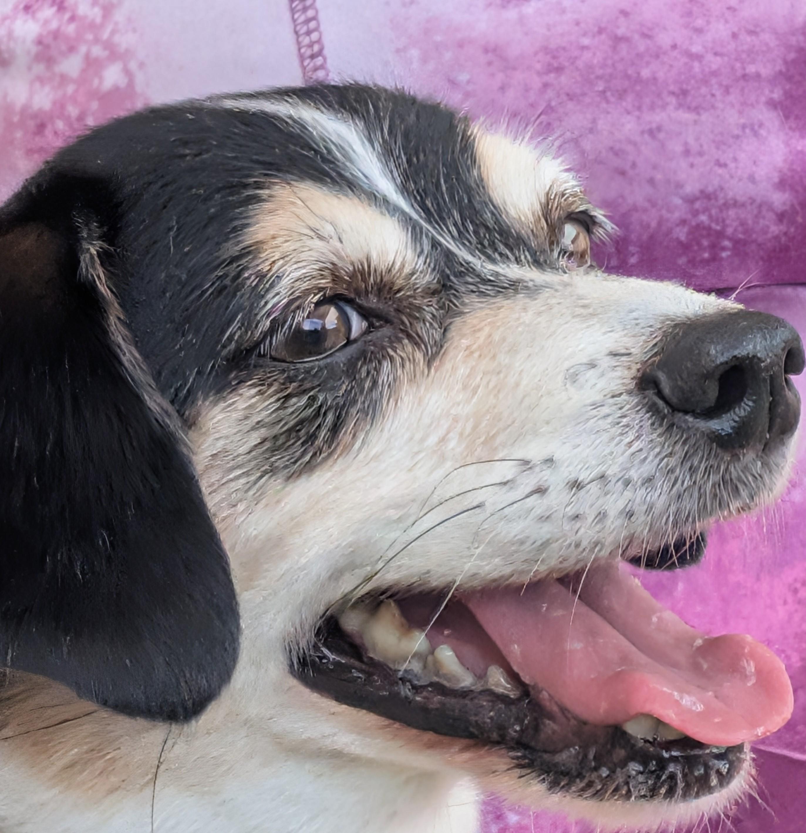 Tigger, a ADOPTABLE mixed breed in Amelia, OH image 1/6