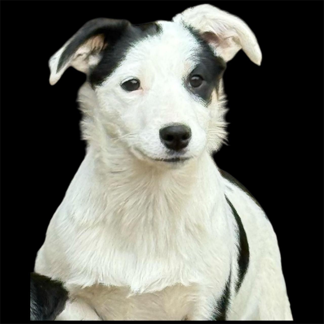 Meg, a Adoptable mixed breed in South Saint Paul, MN image 5/6