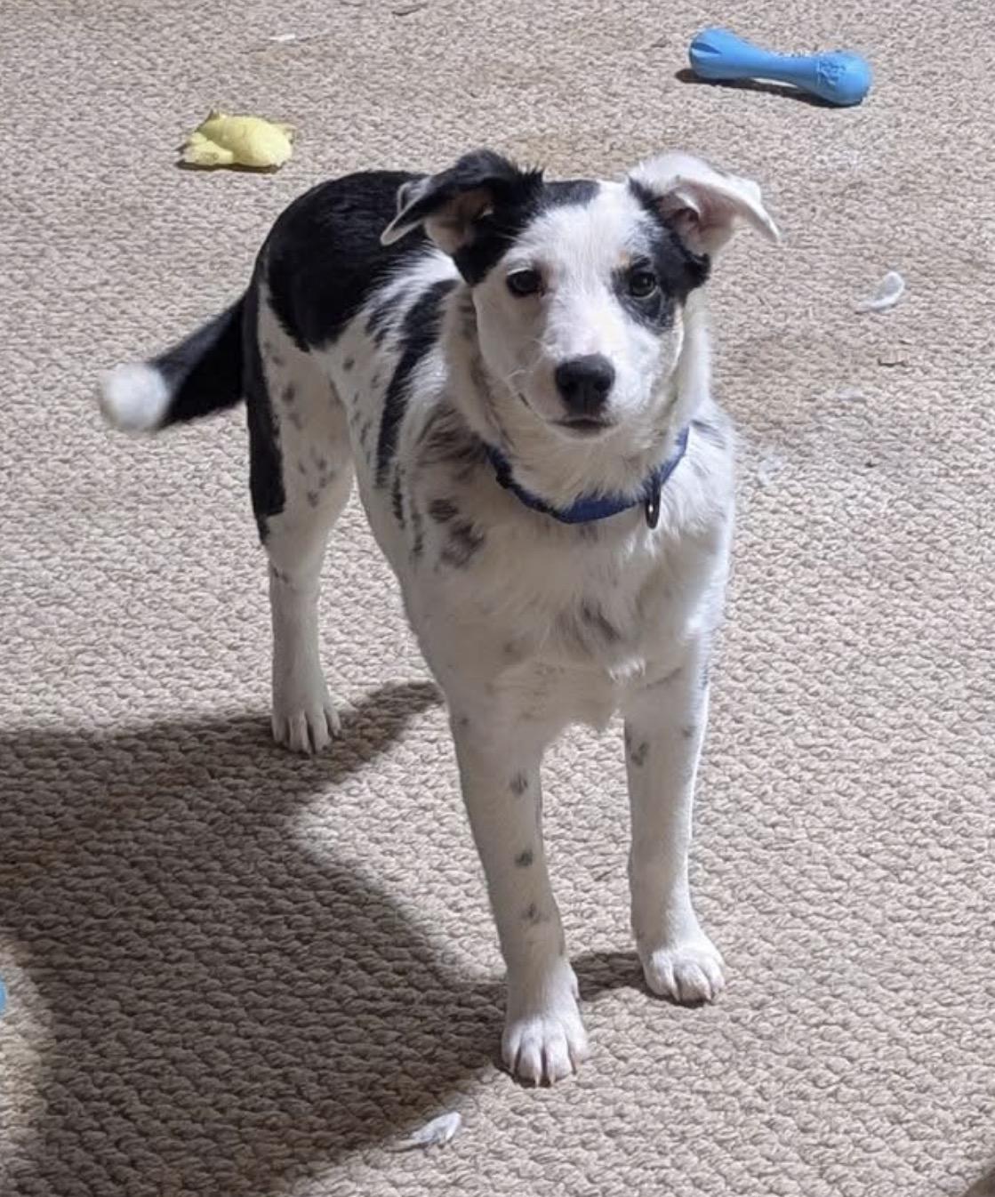 Meg, Adoptable, Puppy Female Border Collie & Australian Cattle Dog / Blue Heeler.