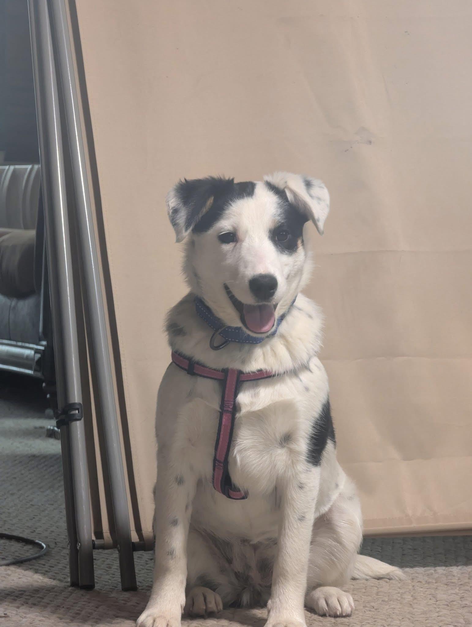 Enlarge Meg, a Adoptable mixed breed in South Saint Paul, MN image 3/6