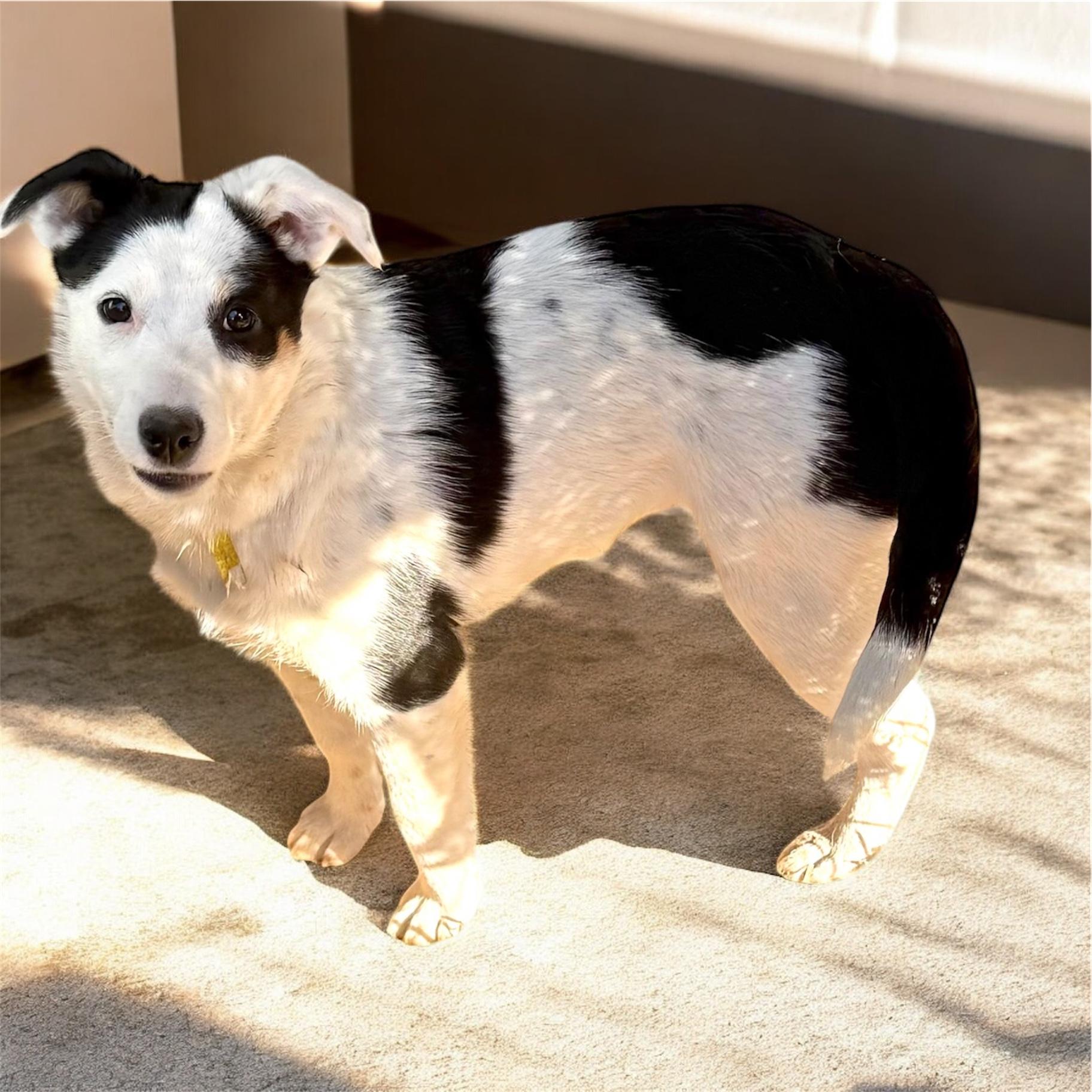 Meg, a Adoptable mixed breed in South Saint Paul, MN image 6/6