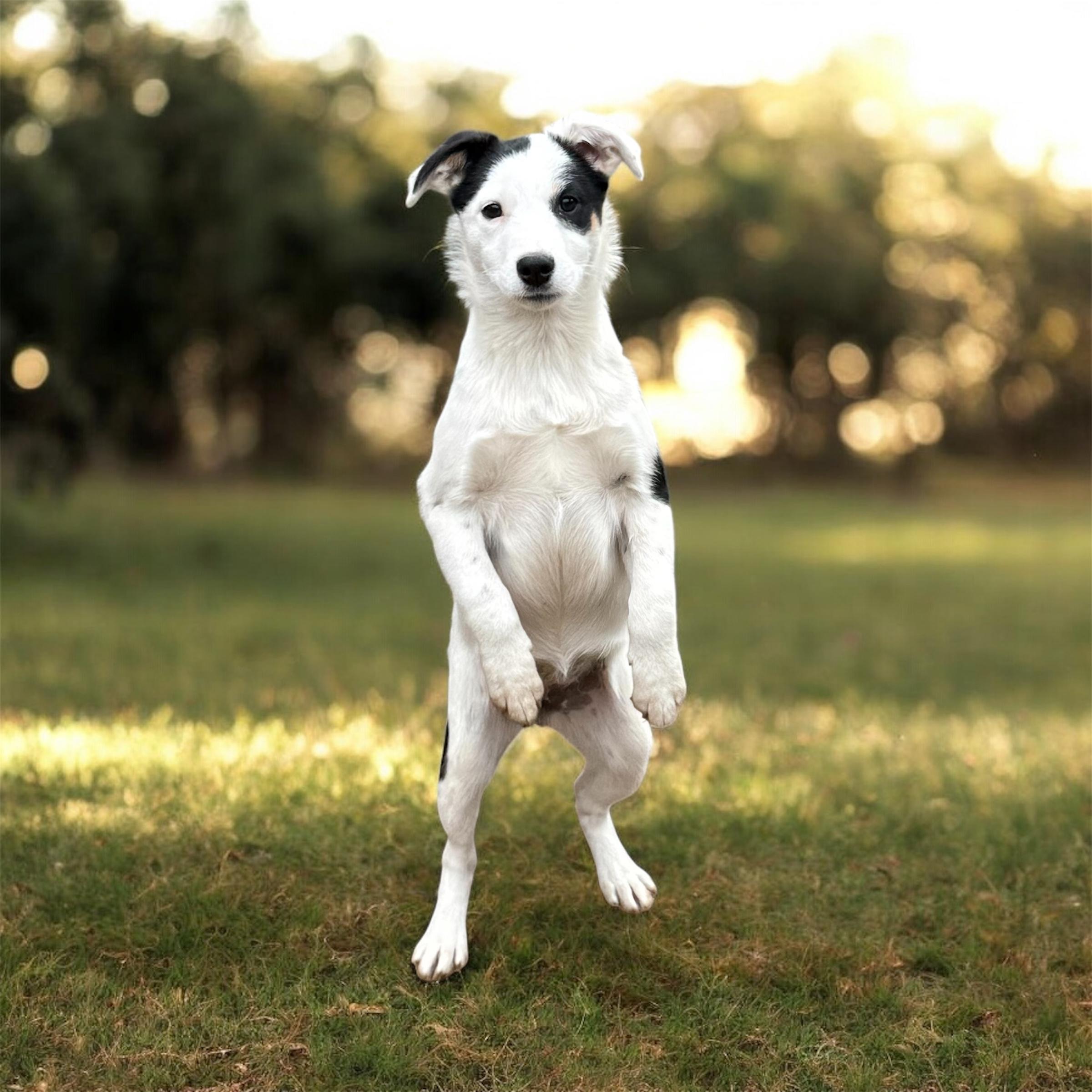 Meg, a Adoptable mixed breed in South Saint Paul, MN image 3/6