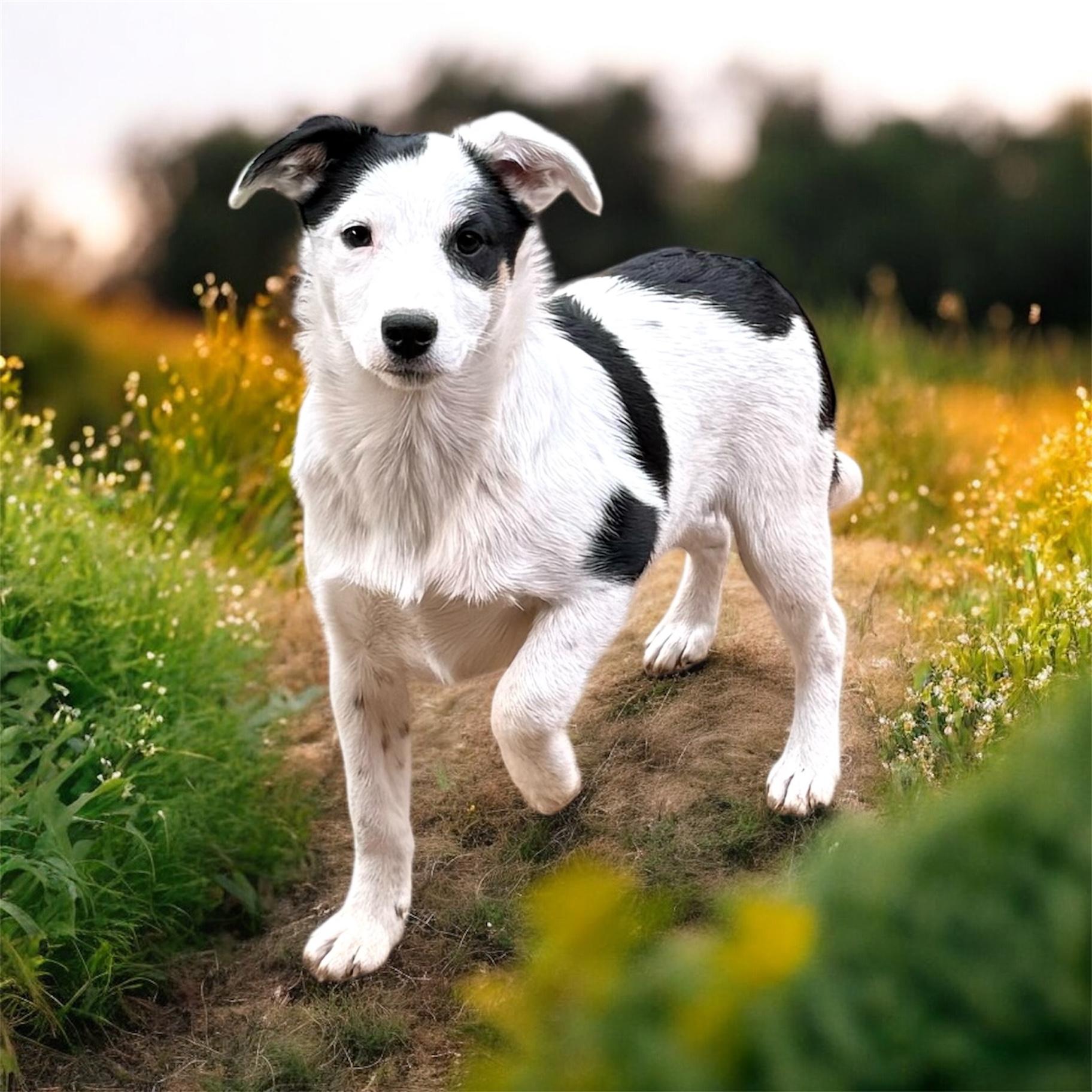 Meg, a Adoptable mixed breed in South Saint Paul, MN image 4/6