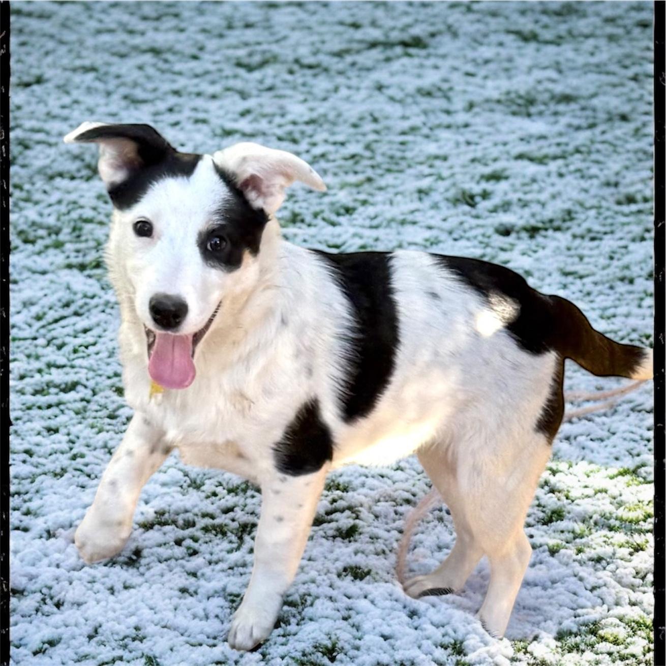 Meg, a Adoptable mixed breed in South Saint Paul, MN image 2/6