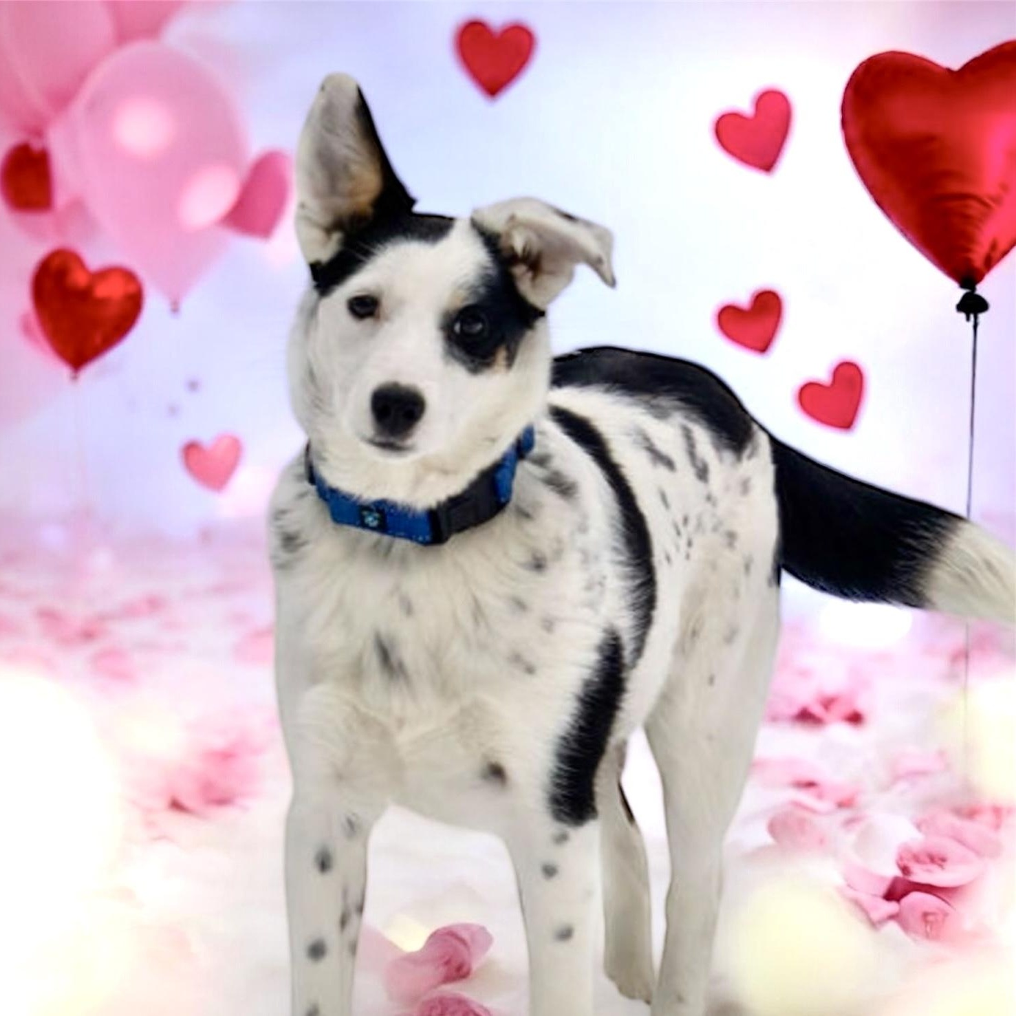 Meg, Adoptable, Puppy Female Border Collie & Australian Cattle Dog / Blue Heeler.
