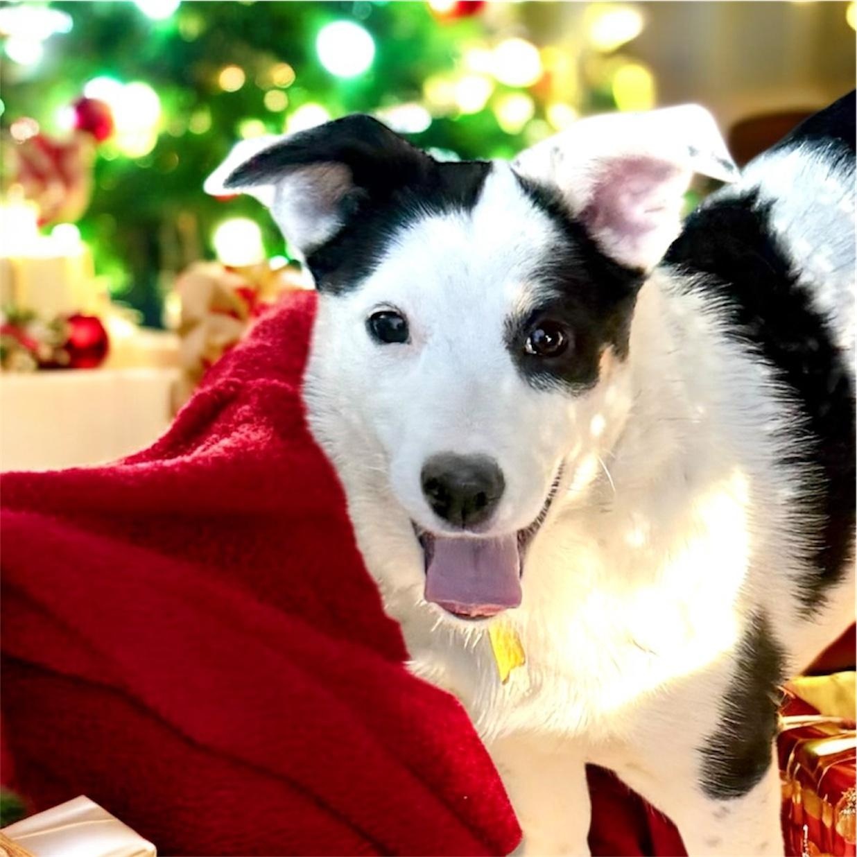 Meg, a Adoptable mixed breed in South Saint Paul, MN image 1/6