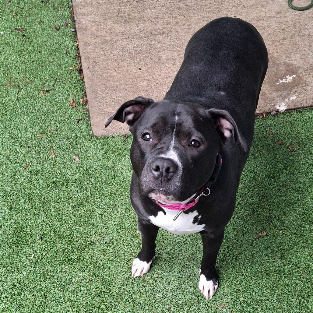 Enlarge Bonnie, a Adoptable Mixed Breed in Fairport, NY image 1/6