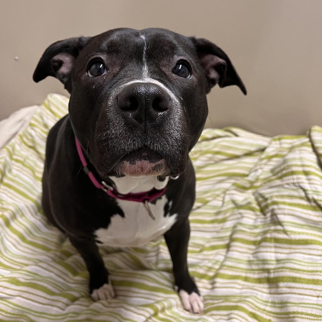 Enlarge Bonnie, a Adoptable Mixed Breed in Fairport, NY image 2/6