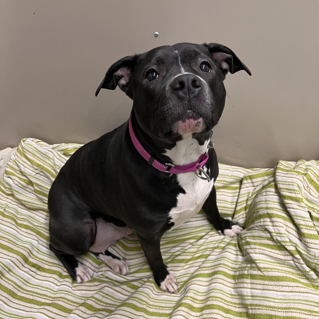 Enlarge Bonnie, a Adoptable Mixed Breed in Fairport, NY image 3/6