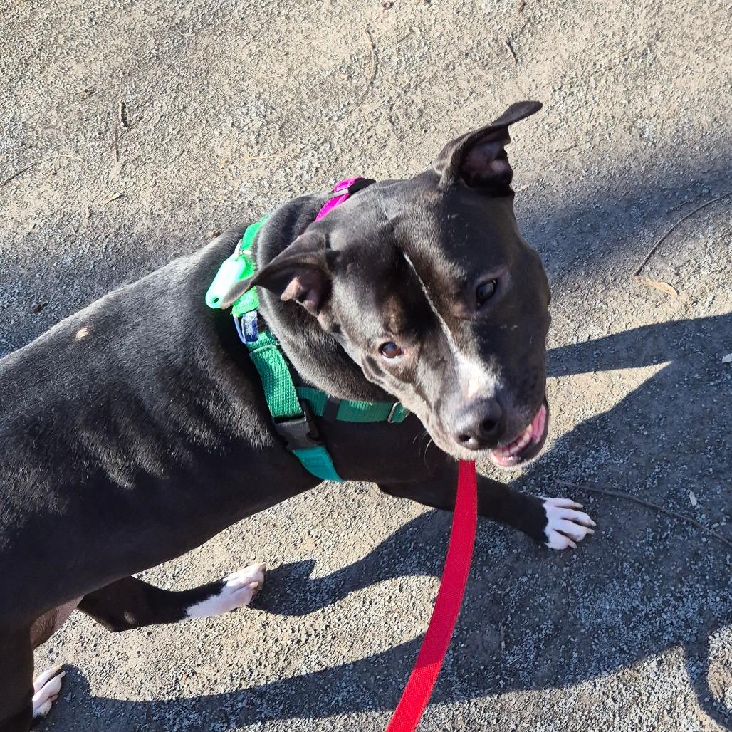 Enlarge Bonnie, a Adoptable Mixed Breed in Fairport, NY image 4/6