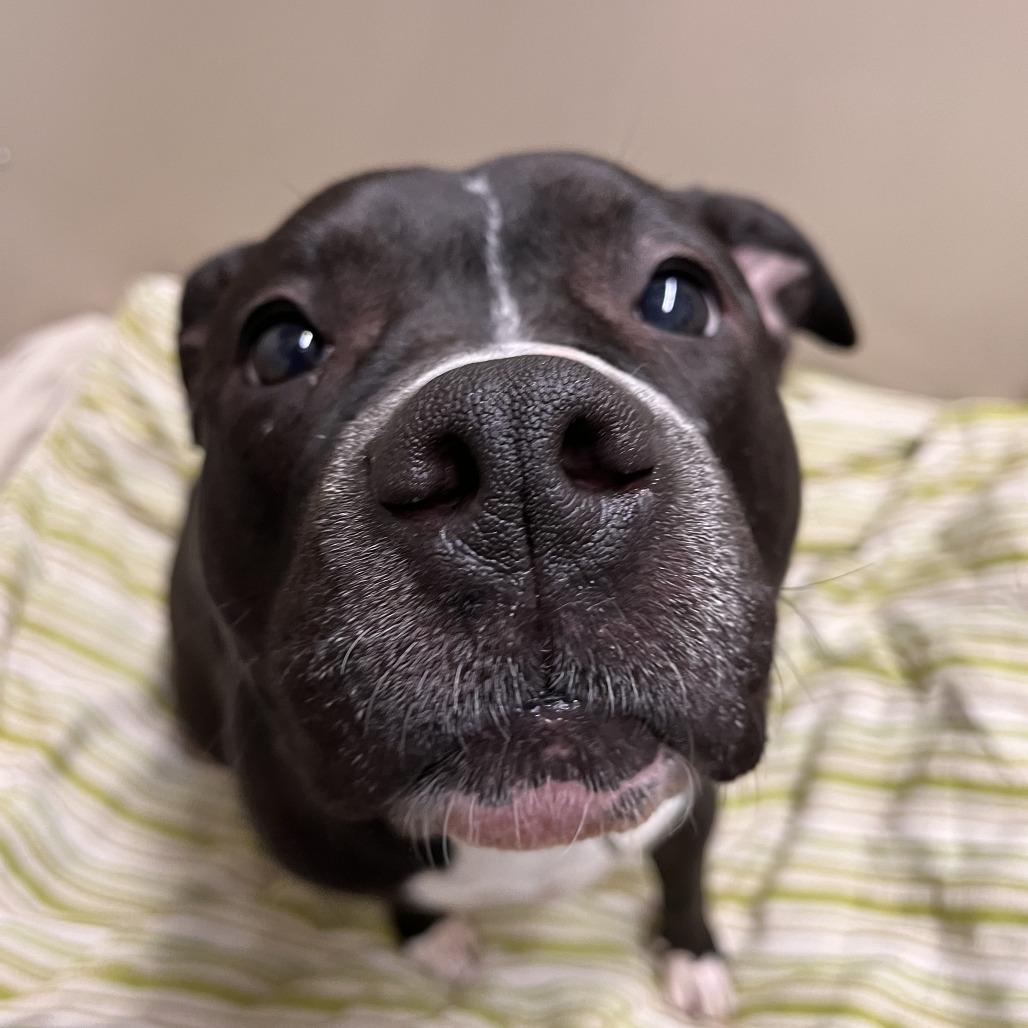 Enlarge Bonnie, a Adoptable Mixed Breed in Fairport, NY image 5/6