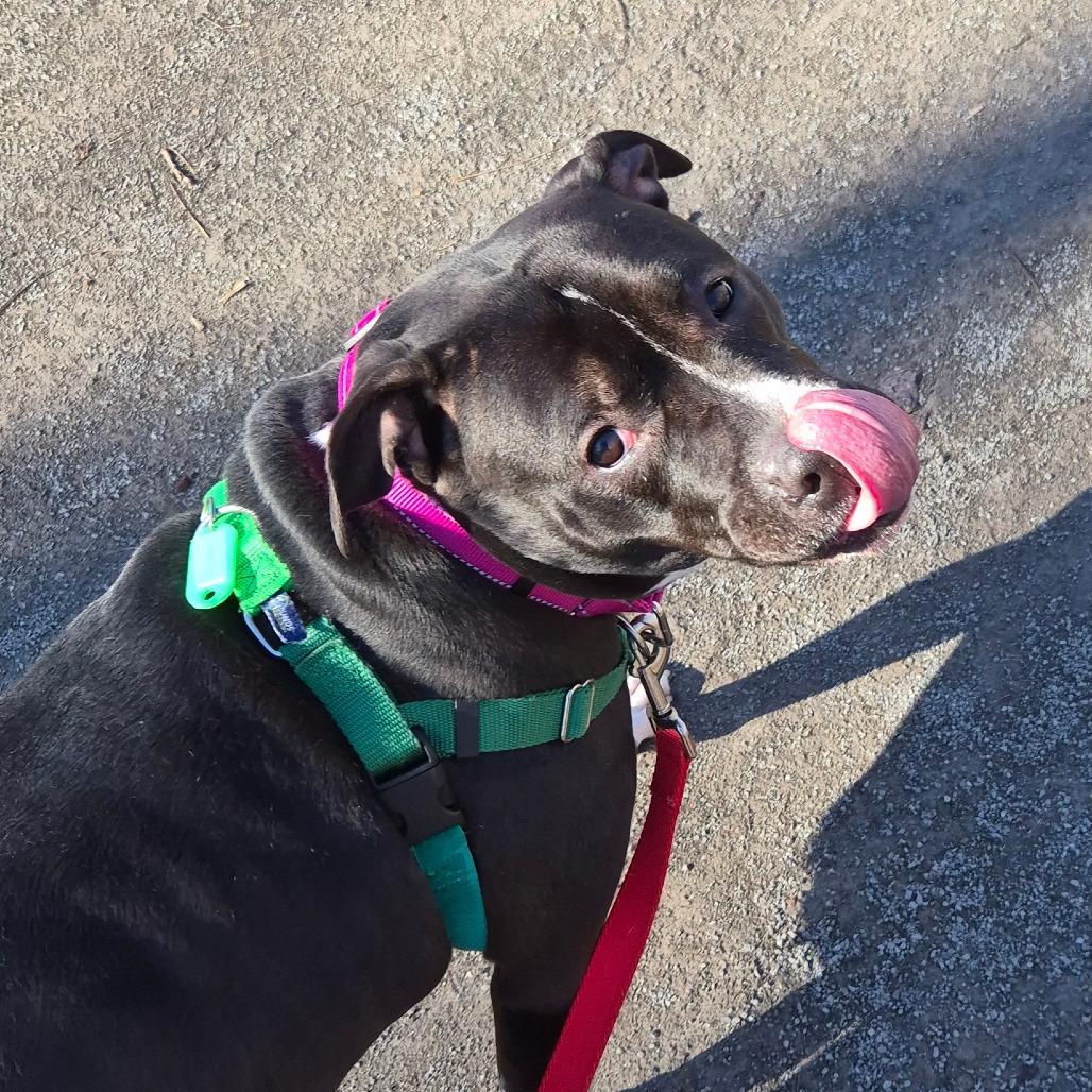 Enlarge Bonnie, a Adoptable Mixed Breed in Fairport, NY image 6/6