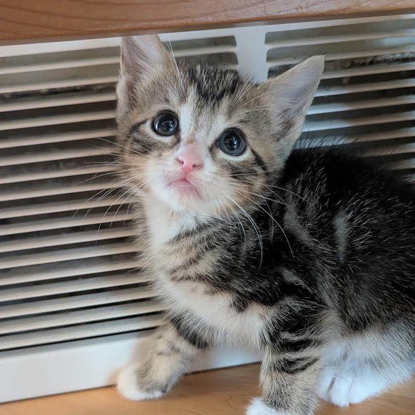 Pixel Zelda, Adoptable, Kitten Female Domestic Short Hair.