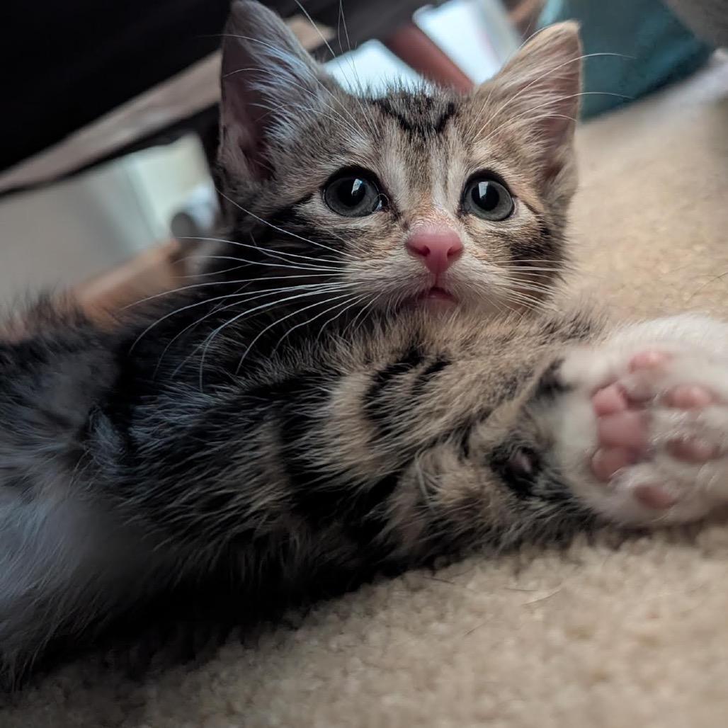 Enlarge Pixel Zelda, a Adoptable Domestic Short Hair in Madison, WI image 4/4