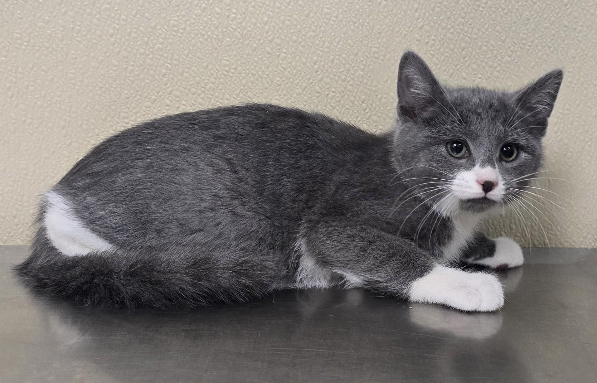 Kit, a ADOPTABLE mixed breed in Brainerd, MN image 2/2