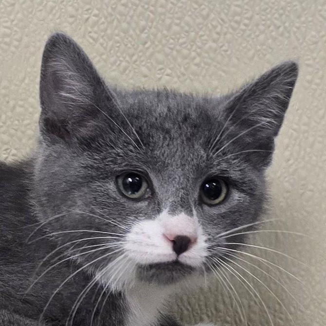 Kit, ADOPTABLE, Kitten Male Domestic Short Hair.