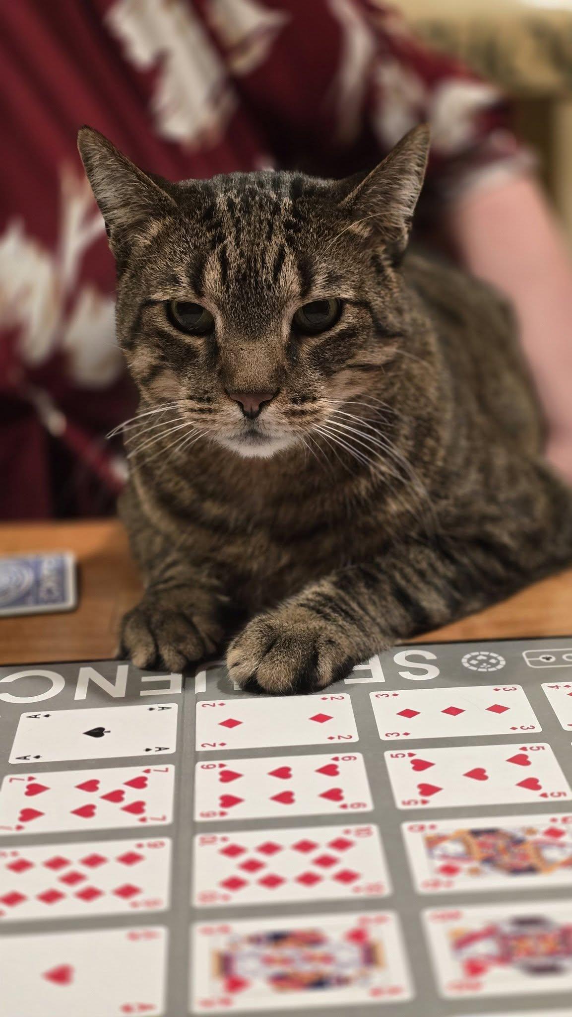 PICKLES & HAZE, Adoptable, Adult Male Domestic Short Hair & Tabby.