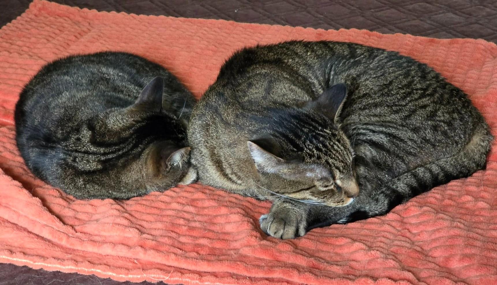 Enlarge PICKLES & HAZE, a Adoptable mixed breed in Lincoln, NE image 2/6