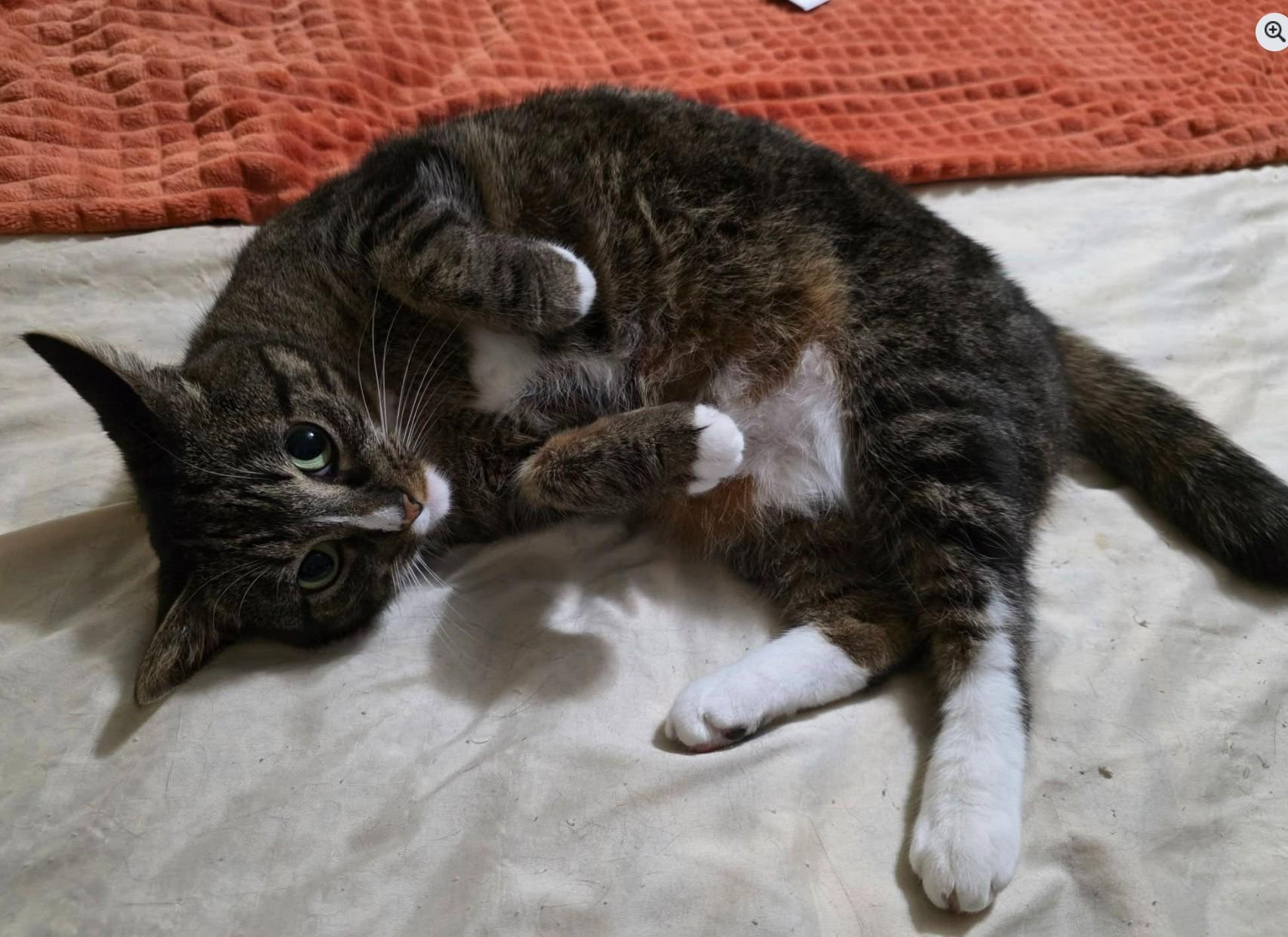 Enlarge PICKLES & HAZE, a Adoptable mixed breed in Lincoln, NE image 3/6