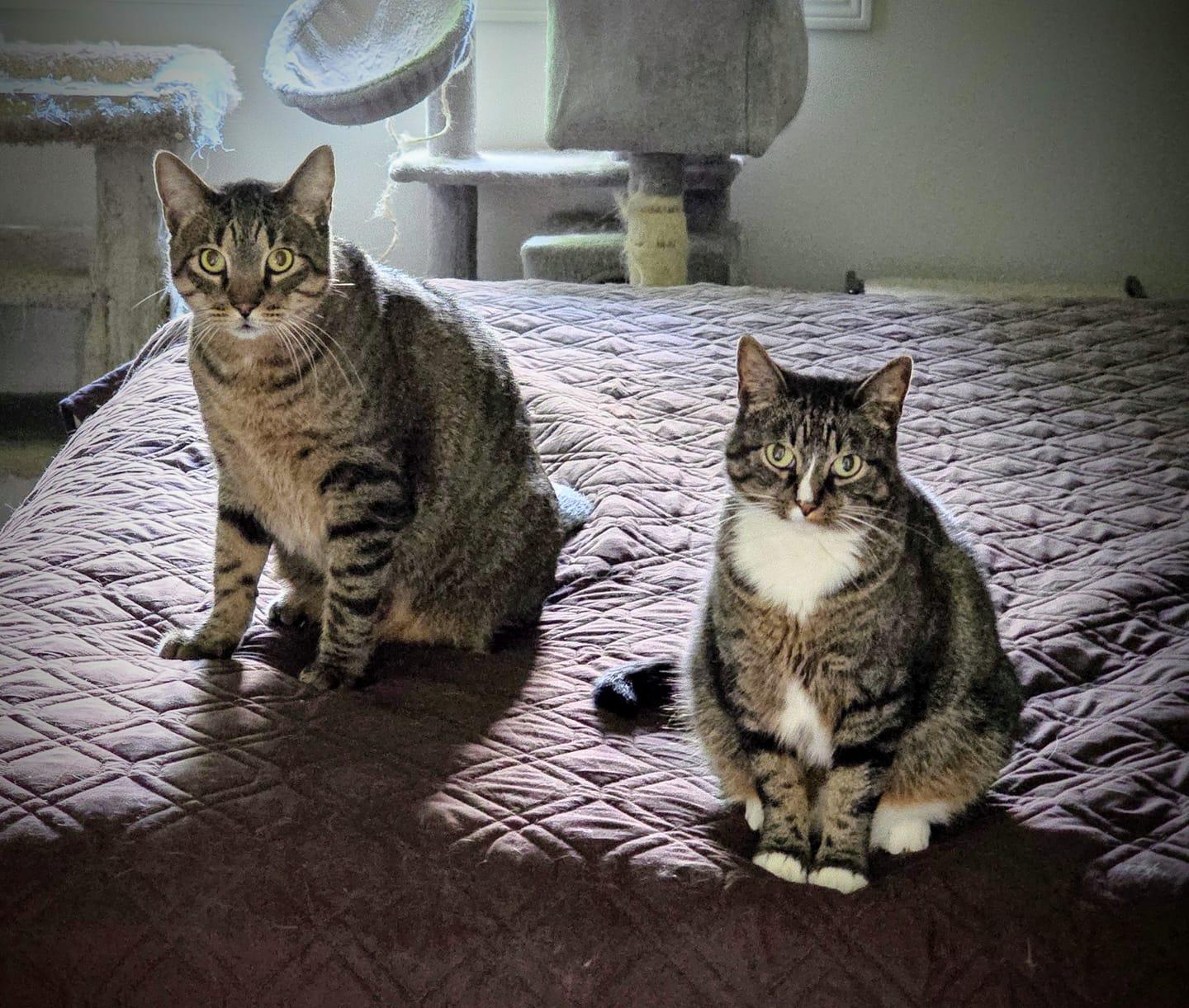 Enlarge PICKLES & HAZE, a Adoptable mixed breed in Lincoln, NE image 4/6