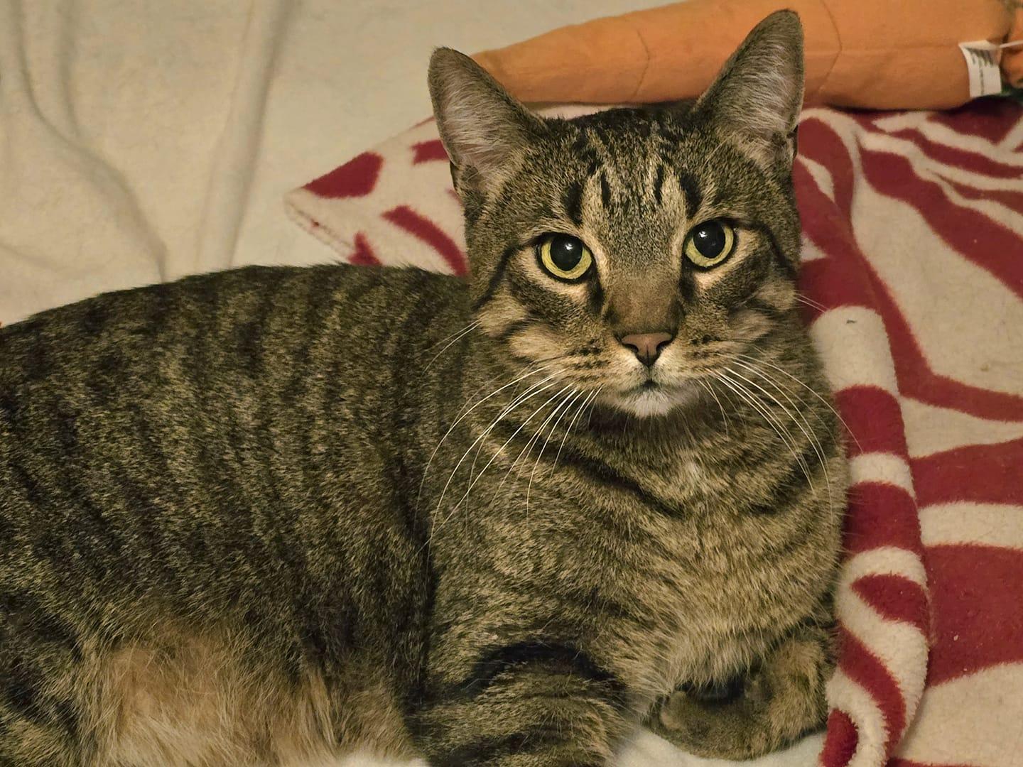 Enlarge PICKLES & HAZE, a Adoptable mixed breed in Lincoln, NE image 6/6