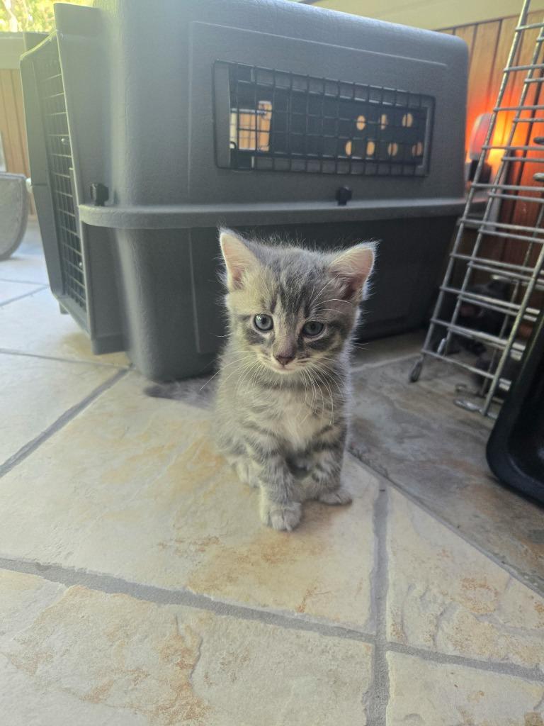 Percy, Adoptable, Kitten Male Extra-Toes Cat / Hemingway Polydactyl.