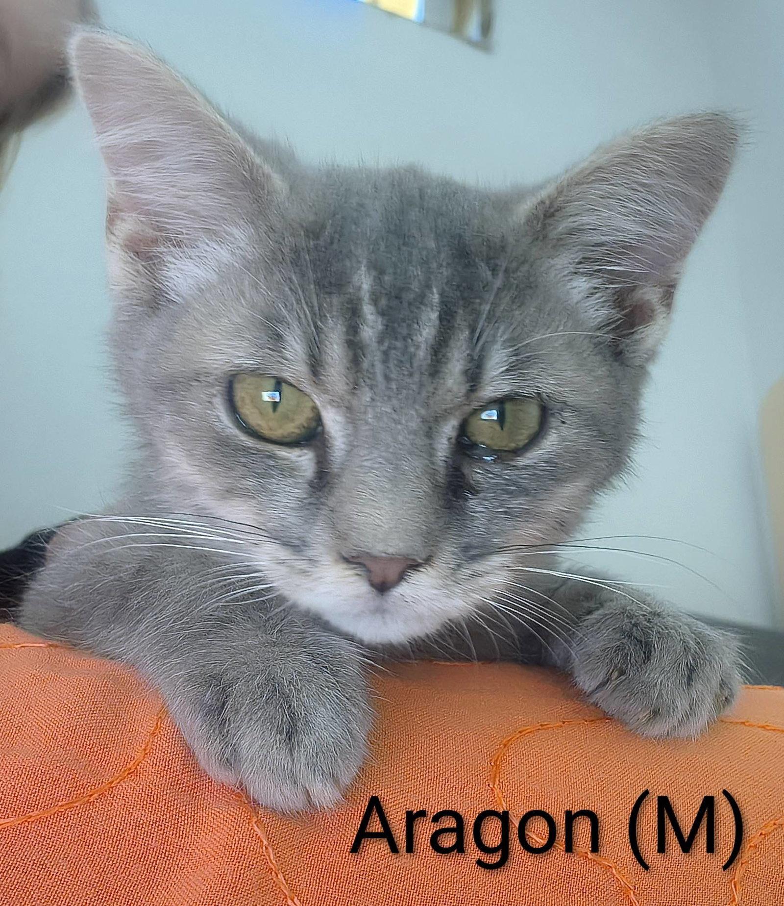Aragon, Adopted, Kitten Male Domestic Short Hair & Tabby.