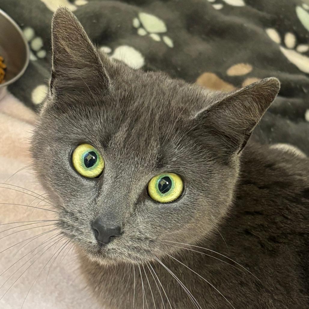 Mitzy, Adoptable, Adult Female Domestic Short Hair.