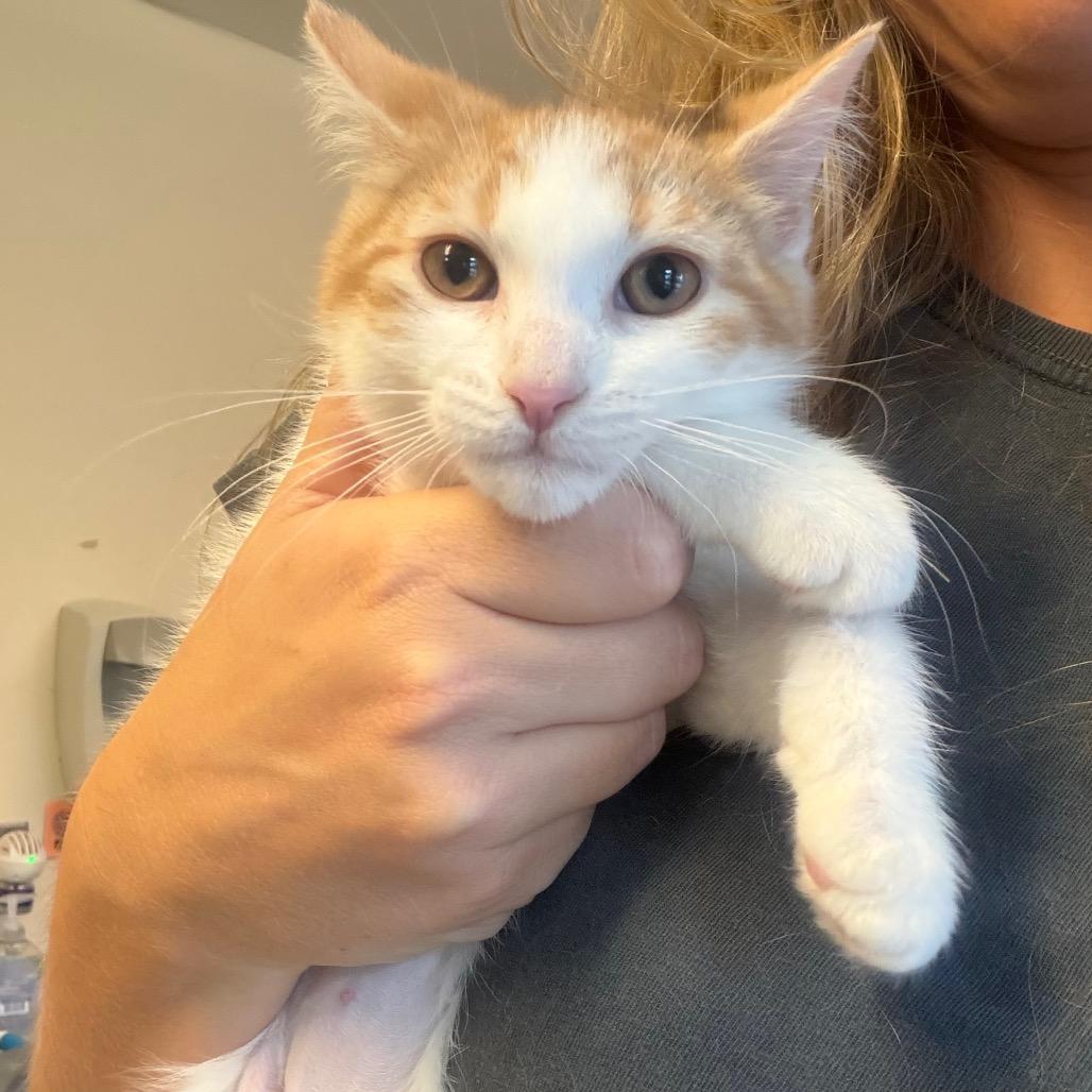 Enlarge Michelle, a Adoptable Domestic Short Hair in Morrisville, VT image 1/4