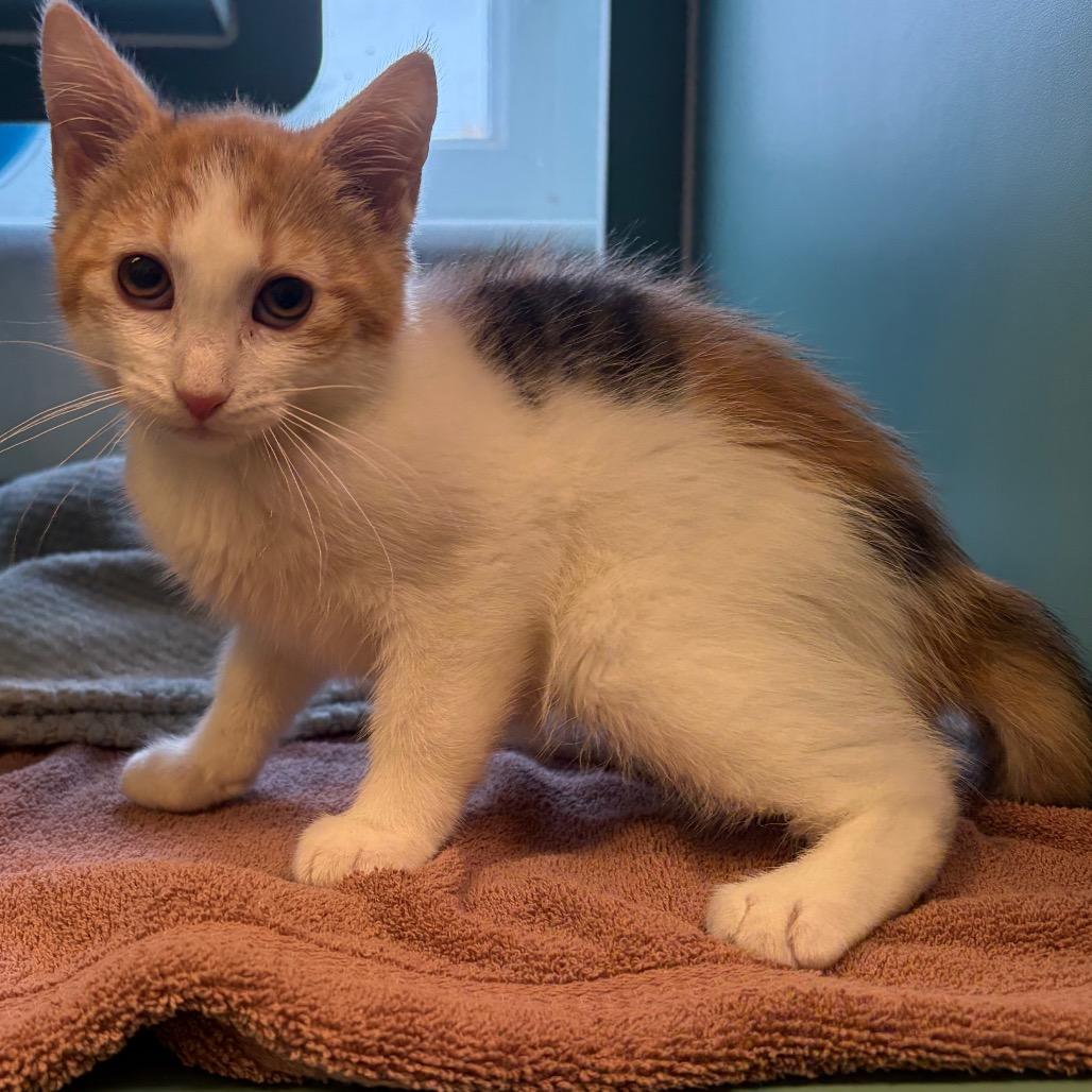 Enlarge Michelle, a Adoptable Domestic Short Hair in Morrisville, VT image 2/4