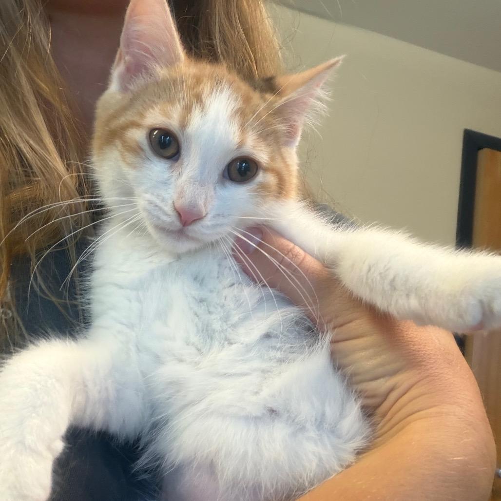 Enlarge Michelle, a Adoptable Domestic Short Hair in Morrisville, VT image 3/4