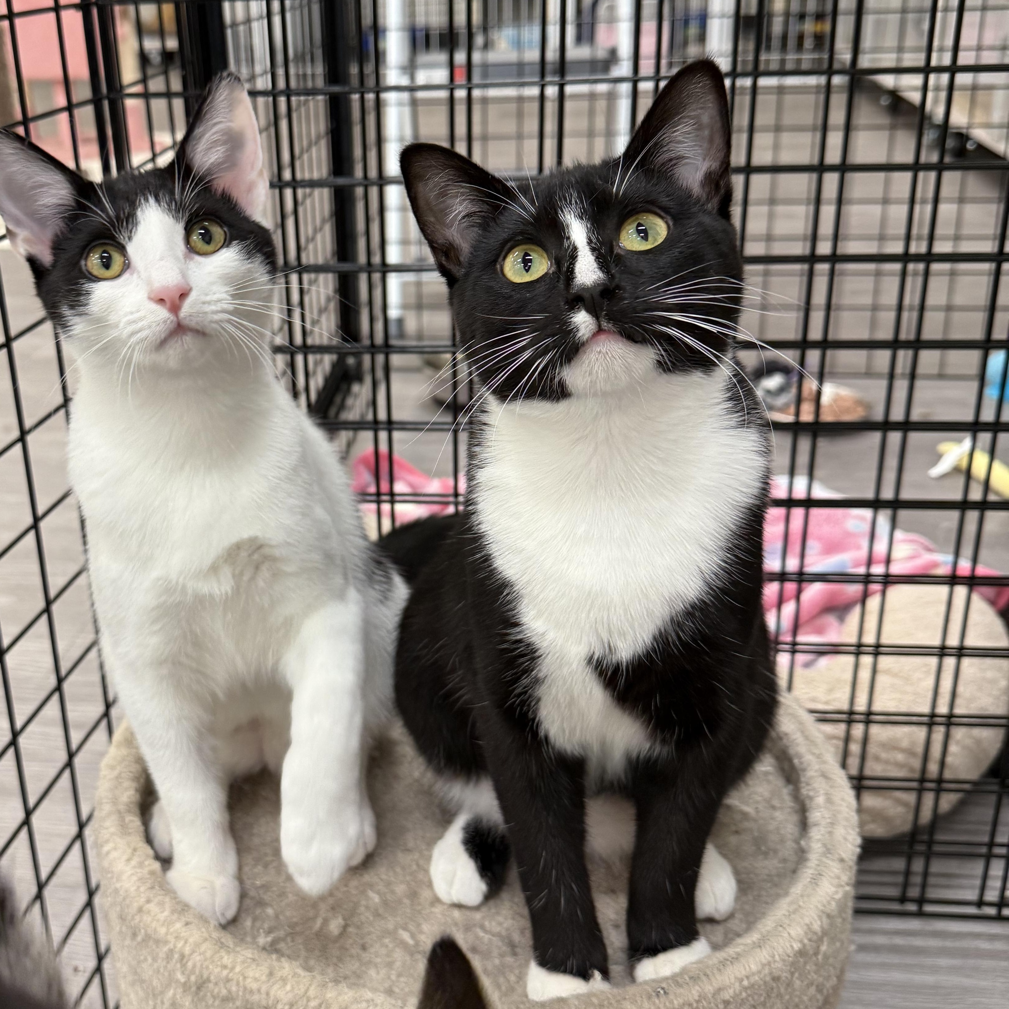 Enlarge Soda Can, a ADOPTABLE Domestic Short Hair in Walnut Creek, CA image 6/6