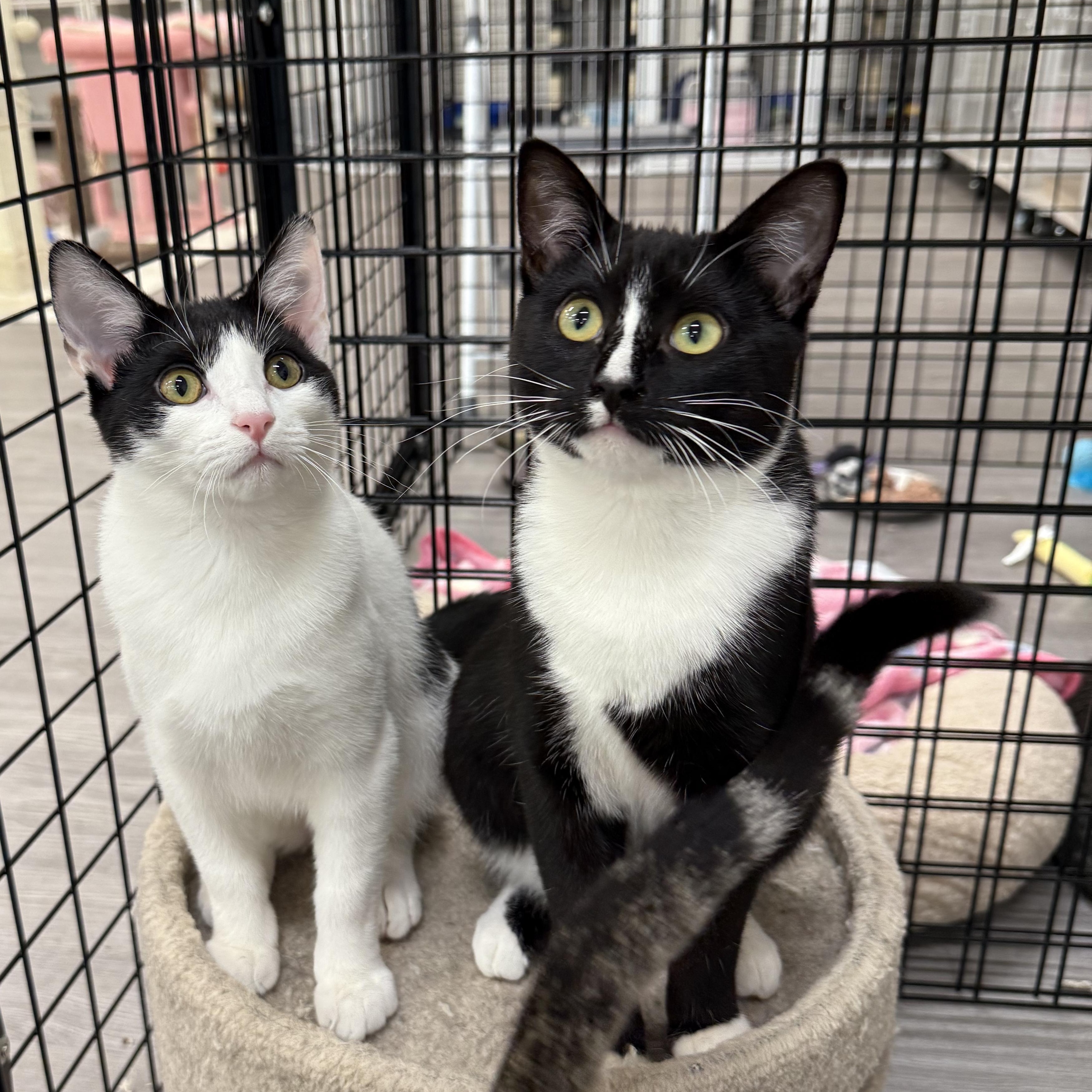 Enlarge Soda Can, a ADOPTABLE Domestic Short Hair in Walnut Creek, CA image 2/6