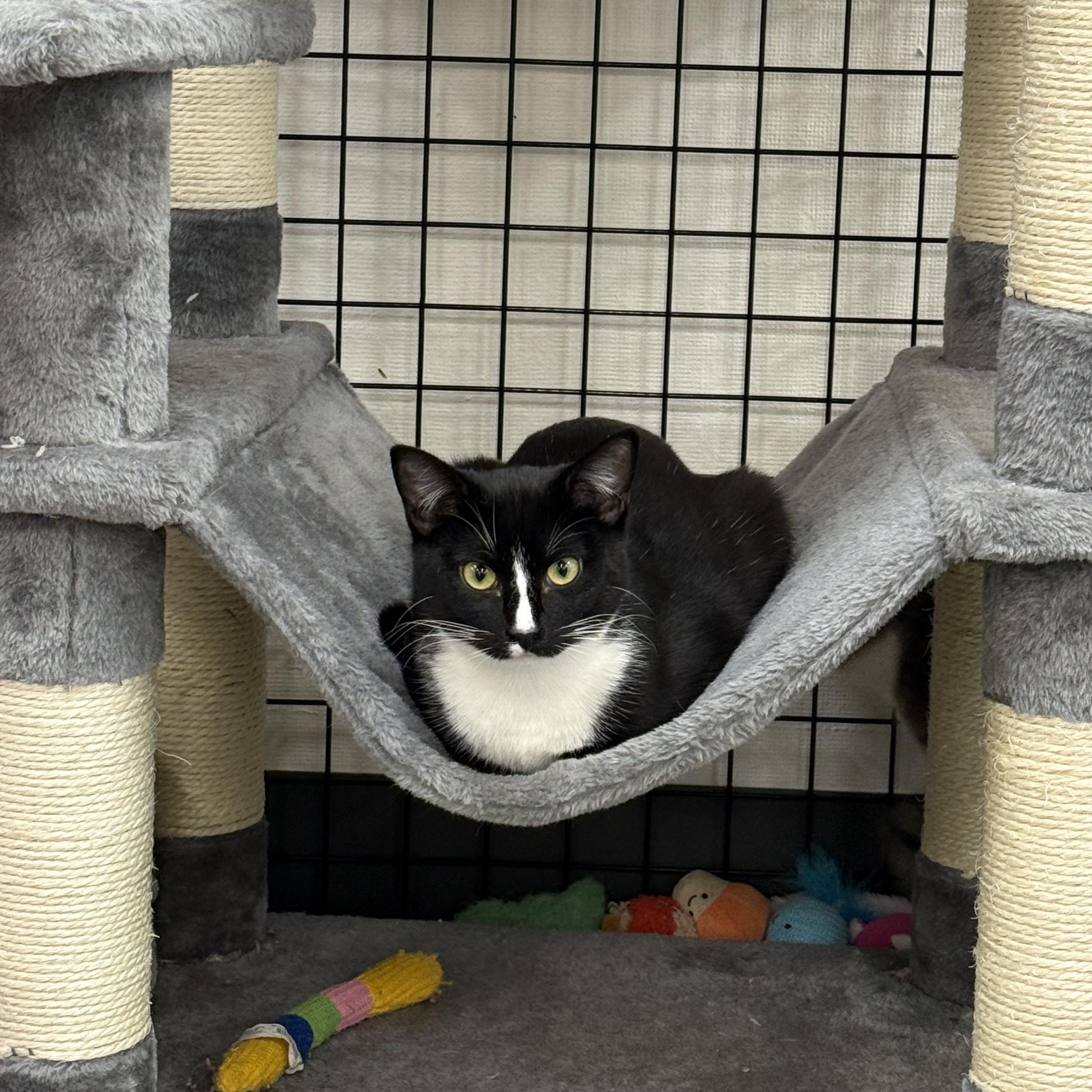 Enlarge Soda Can, a ADOPTABLE Domestic Short Hair in Walnut Creek, CA image 4/6