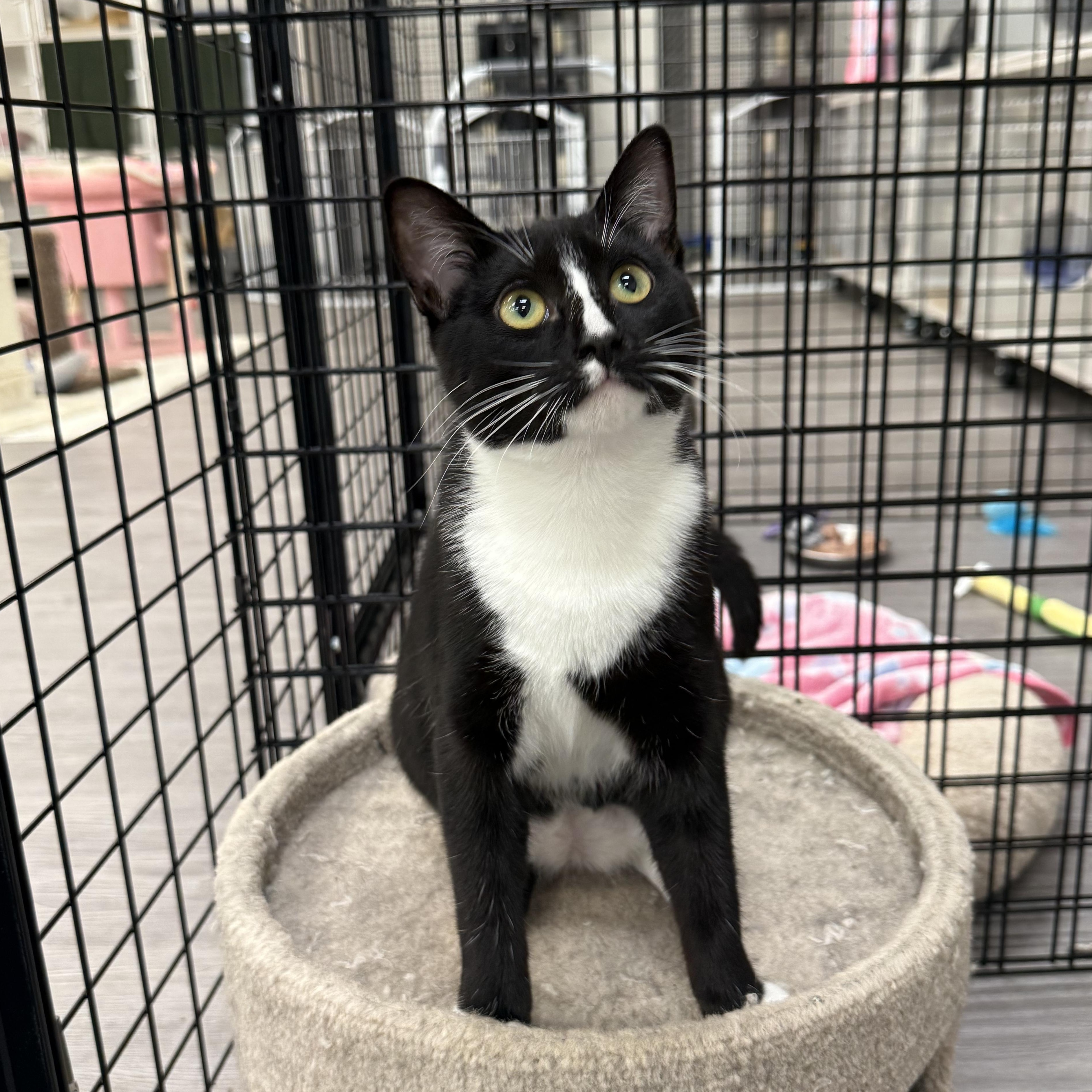 Enlarge Soda Can, a ADOPTABLE Domestic Short Hair in Walnut Creek, CA image 1/6
