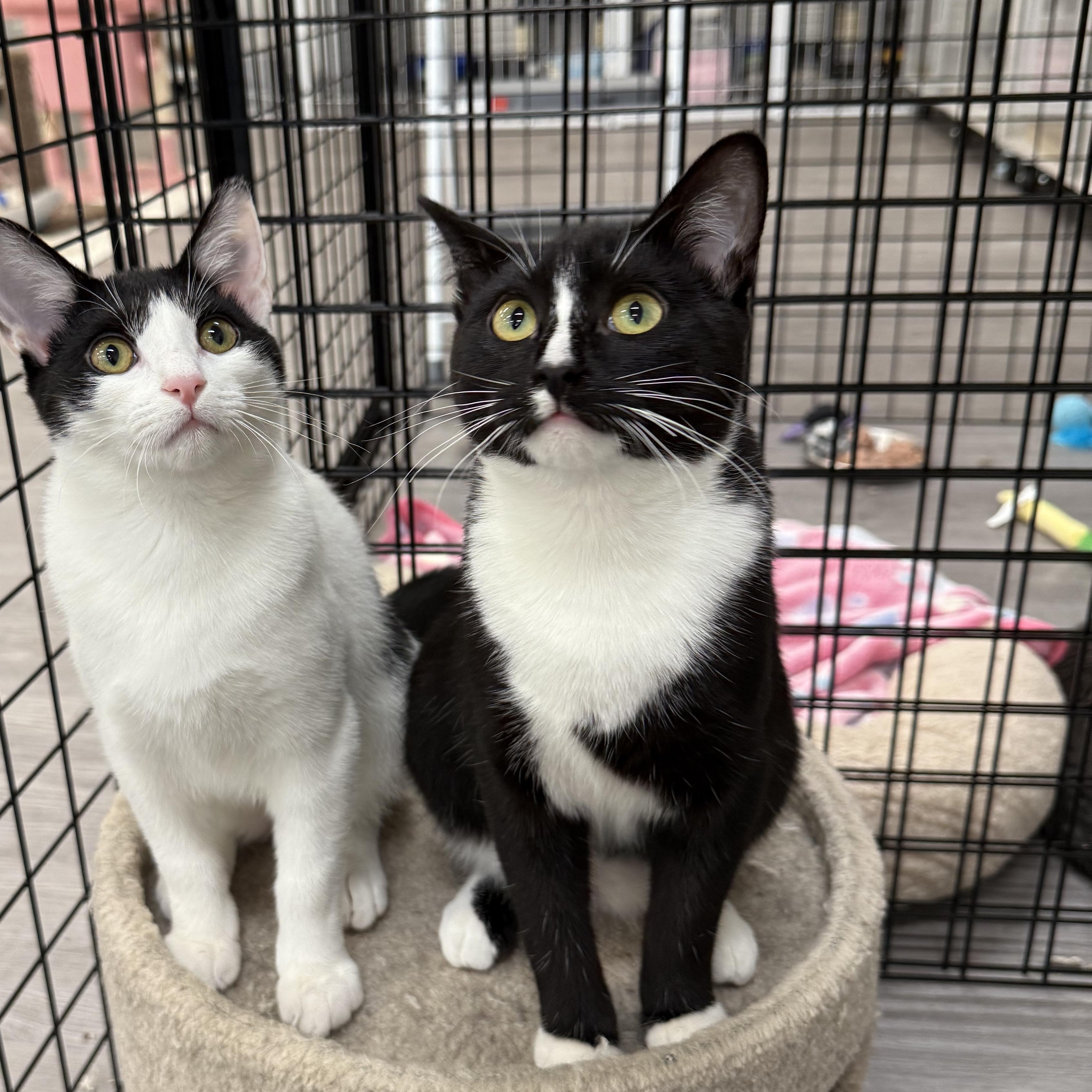 Enlarge Soda Can, a ADOPTABLE Domestic Short Hair in Walnut Creek, CA image 5/6