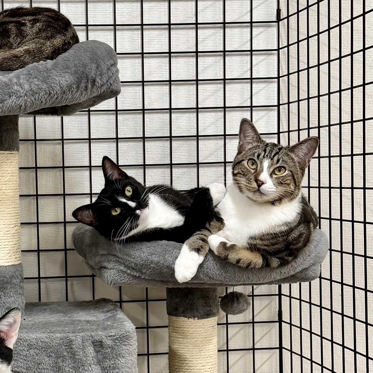 Enlarge Soda Can, a ADOPTABLE Domestic Short Hair in Walnut Creek, CA image 3/6