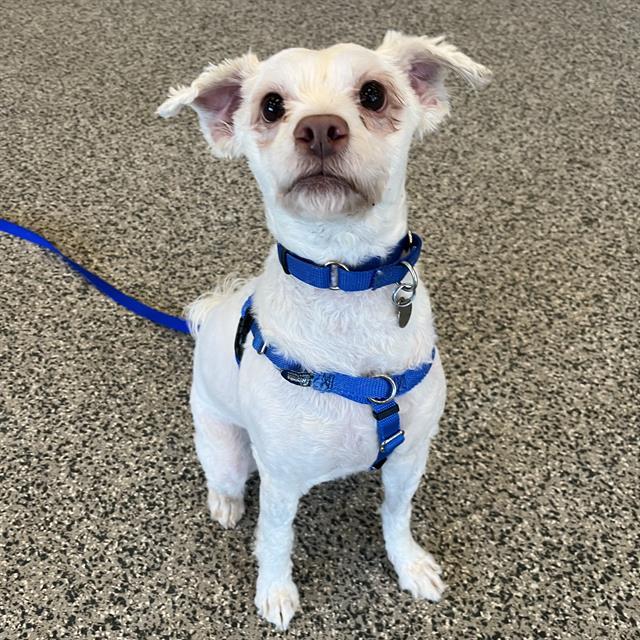 BOSLEY, Adoptable, Adult Male Poodle & Mixed Breed.
