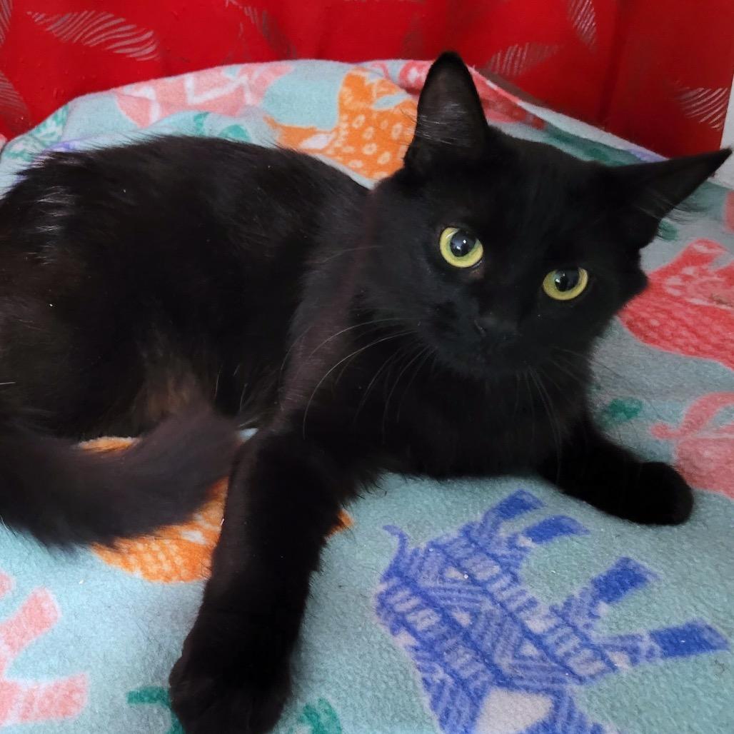 Komi, a Adoptable Domestic Short Hair in Leander, TX image 2/2