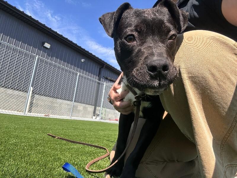 Titan, a Adoptable mixed breed in bellefontaine, OH image 1/6