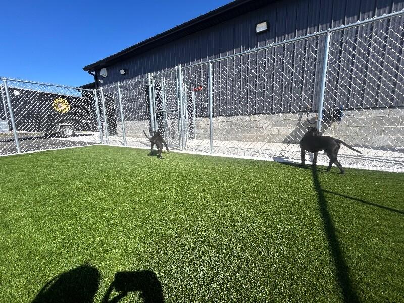 Titan, a Adoptable mixed breed in bellefontaine, OH image 2/6