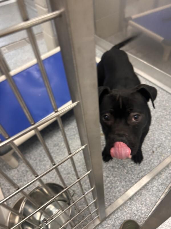Titan, a Adoptable mixed breed in bellefontaine, OH image 3/6