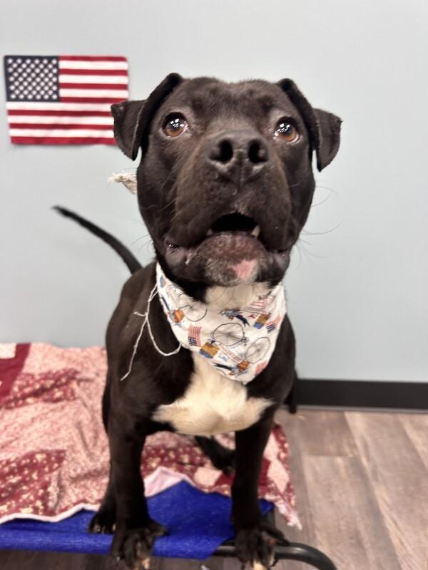 Titan, a Adoptable mixed breed in bellefontaine, OH image 4/6