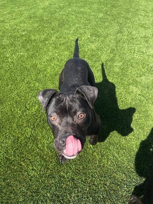 Titan, a Adoptable mixed breed in bellefontaine, OH image 5/6