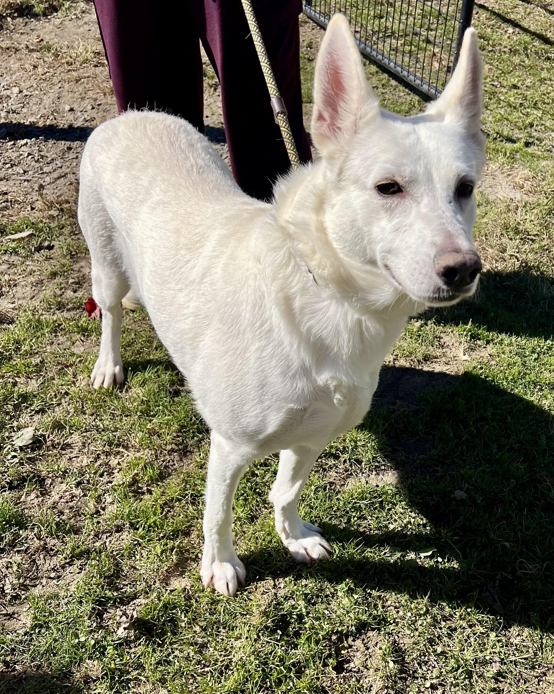 Astrid, Adoptable, Adult Female German Shepherd Dog.