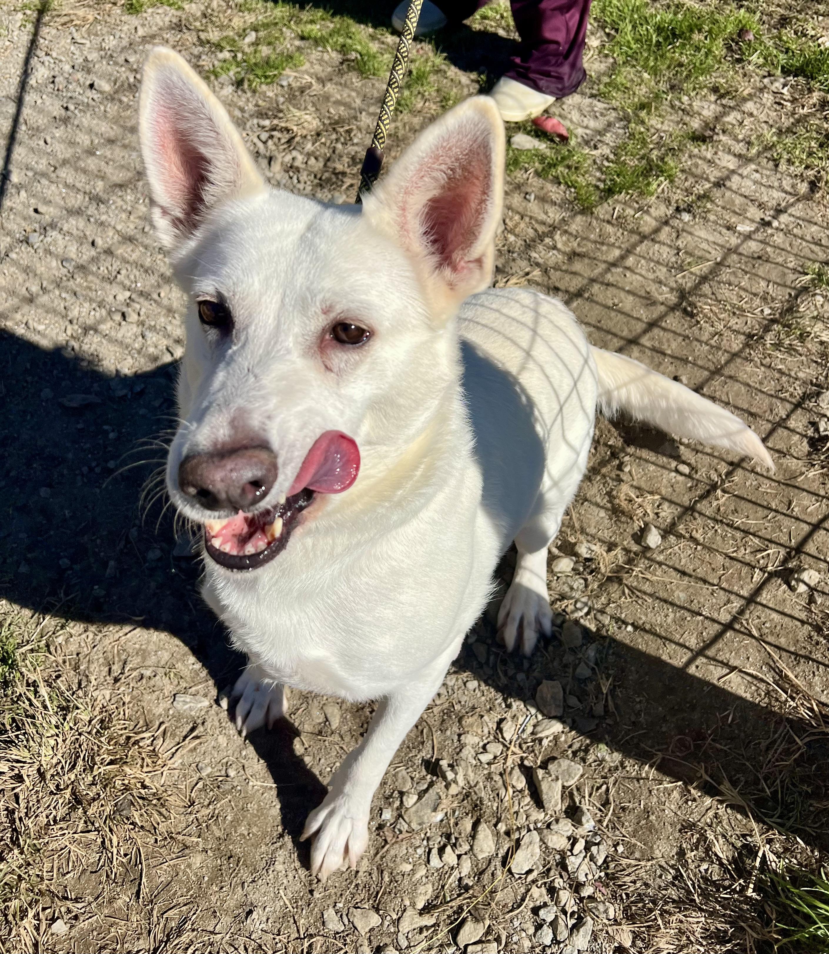 Enlarge Astrid, a Adoptable German Shepherd Dog in sparta, NC image 5/5