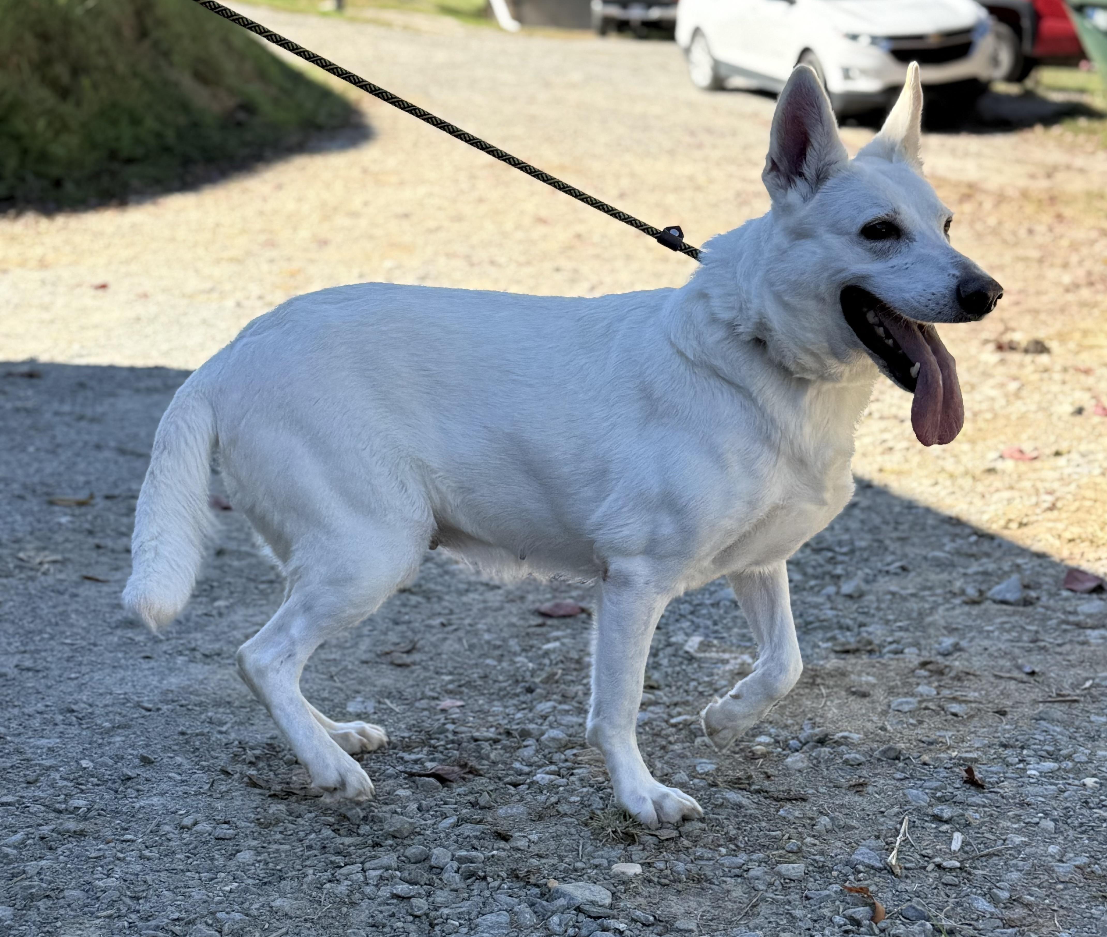Enlarge Astrid, a Adoptable German Shepherd Dog in sparta, NC image 3/5
