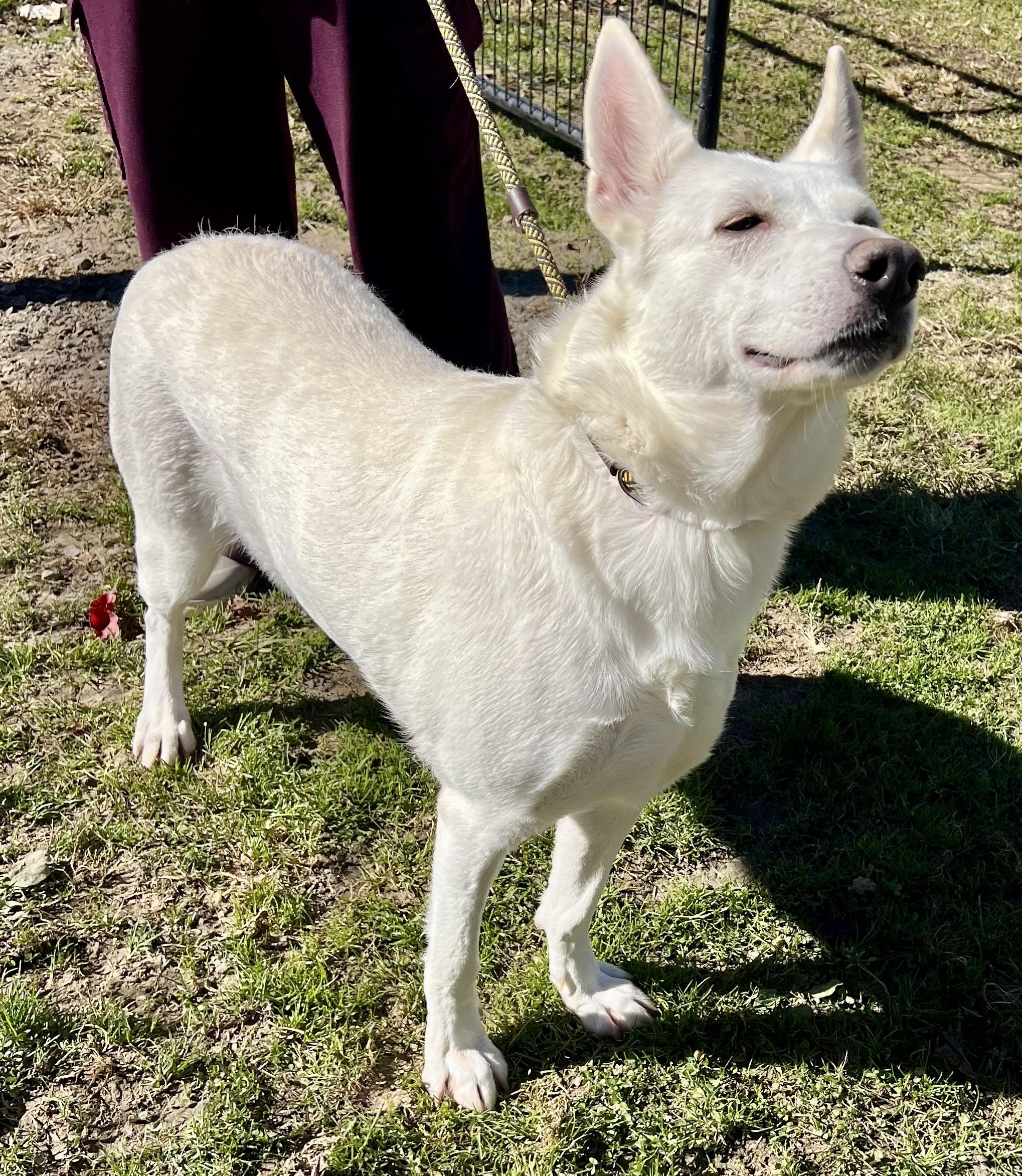 Enlarge Astrid, a Adoptable German Shepherd Dog in sparta, NC image 2/5
