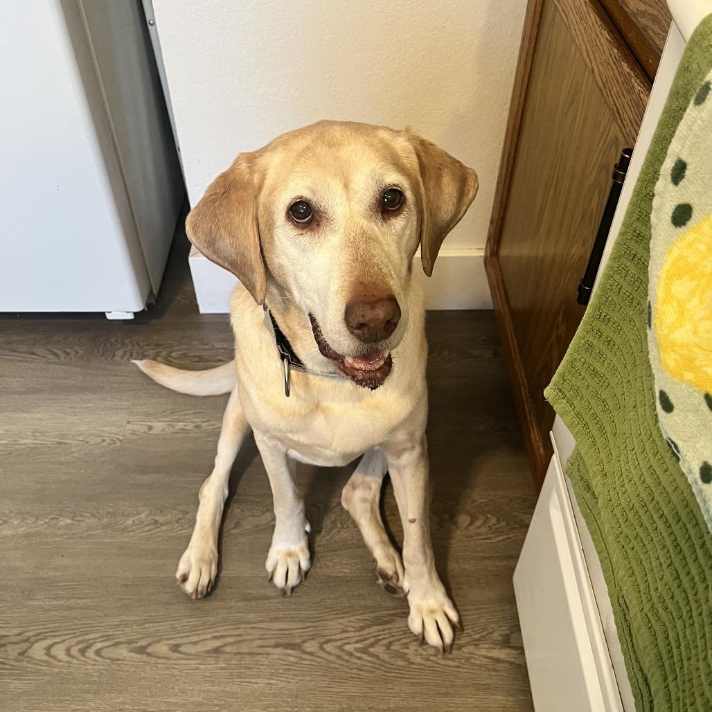 Meeka, Adoptable, Senior Female Labrador Retriever.