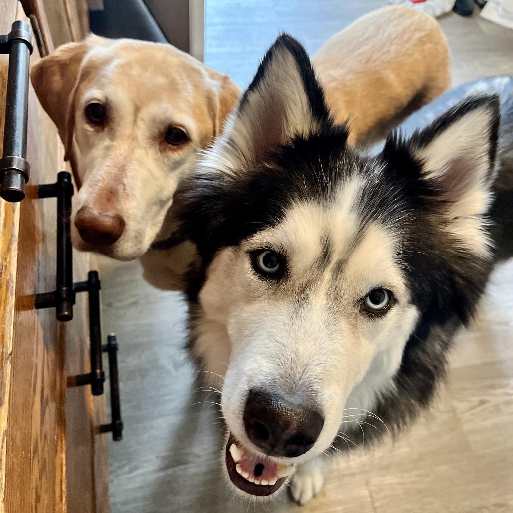 Enlarge Meeka, a Adoptable Labrador Retriever in Tulsa, OK image 2/4
